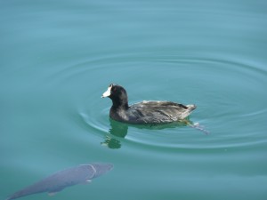 Coot